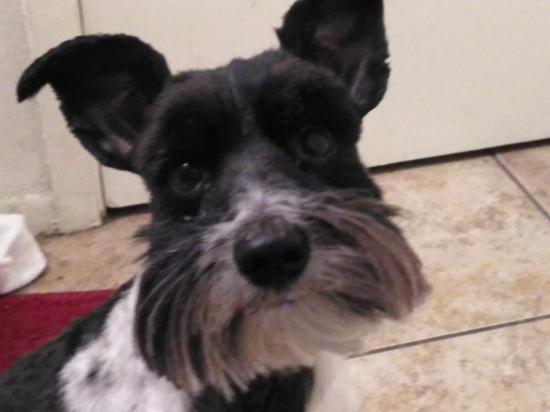 Gizmo joined the competition — help win amazing prizes! canidae, carnivore, companion_dog, dog, dog_breed, flooring, fur, non_sporting_group, schnauzer, small_terrier, sporting_group, standard_schnauzer, terrestrial_animal, terrier, tile_flooring, working_animal
