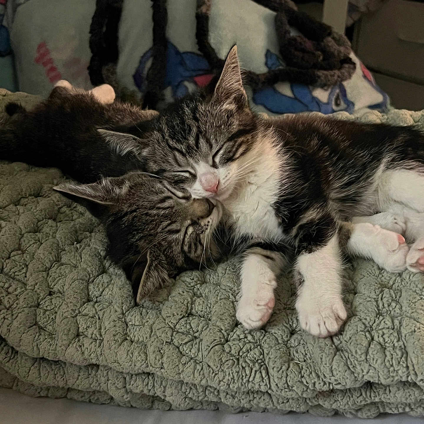 Princess And Amy joined the competition — help win amazing prizes! cat, cats, kittens, tabby, sleeping,  cuddling, pet, animal, fur, whiskers, ears, paws, pink_nose, blanket, bed, cozy, indoors, portrait, cute, nap