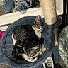 Princess And Amy is registered to the contest to win money with this photo: cats, tabby_cats, sleeping, cuddling, pet_bed, scratching_post, indoor, cozy, furry, whiskers, striped_fur, white_paws, blue_bed, mirror, slipper, carpet, home, resting, cute, animal_portrait