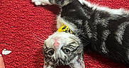 Princess And Amy joined the competition — help win amazing prizes! cat, kitten, black_and_white, tabby, pet, animal, lying_down, upside_down, red_rug, indoor, floor, collar, yellow_collar, blue_eyes, whiskers, ears, paws, relaxed, playful, portrait