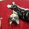 cat, kitten, black_and_white, tabby, pet, animal, lying_down, upside_down, red_rug, indoor, floor, collar, yellow_collar, blue_eyes, whiskers, ears, paws, relaxed, playful, portrait