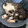 Princess And Amy joined the competition — help win amazing prizes! cat, kitten, sleeping, curled_up, tabby, white_fur, striped_fur, pink_paw_pads, toe_beans, pet_bed, blue_bed, fluffy, hanging_toy, indoor, cozy, relaxed, cute, feline, resting, photography