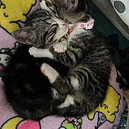 Princess And Amy is registered to the contest to win money with this photo: kittens, cats, tabby, feline, sleeping, cuddling, nuzzling, adorable, cozy, blanket, pink_blanket, collar, pink_collar, black_and_white, striped_fur, pets, indoors, resting, close_up, cute