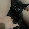 Cloe joined the competition — help win amazing prizes! black_cat, kitten, cat, pet, animal, feline, wide_eyes, green_eyes, whiskers, pointed_ears, black_fur, paws, lying_down, being_held, hands, close_up, portrait, indoor, soft_lighting, cute