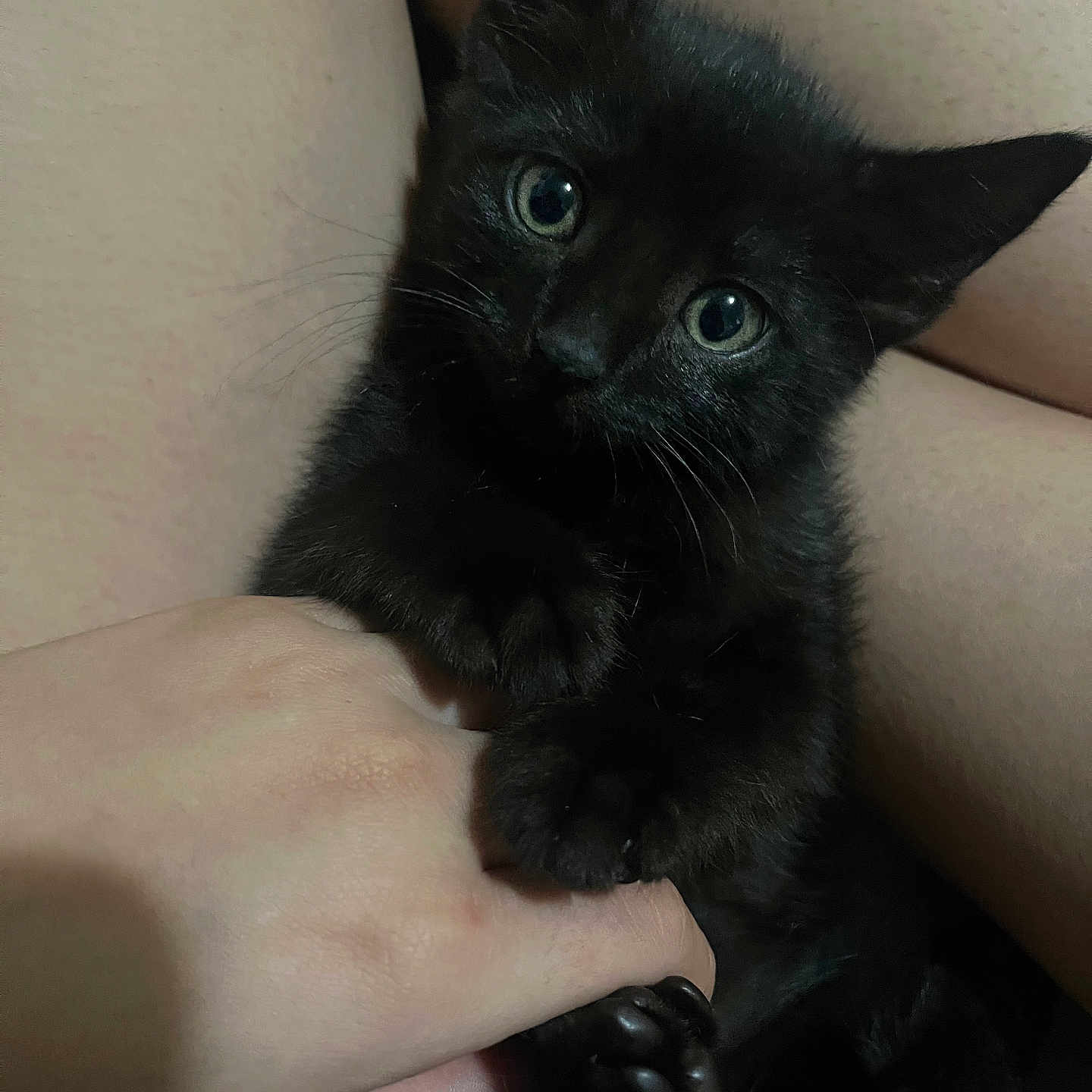 Cloe