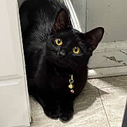 Cloe joined the competition — help win amazing prizes! black_cat, cat, feline, pet, animal, golden_eyes, yellow_eyes, whiskers, ears, collar, bell, charm, indoor, doorway, door, tile_floor, portrait, curious, sitting, cute