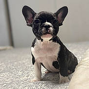 Luna joined the competition — help win amazing prizes! french_bulldog, puppy, dog, pet, animal, black_and_white, ears, bed, indoor, cute, sitting, young, fur, close_up, portrait, whiskers, small, curious, adorable, domestic