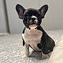 french_bulldog, puppy, dog, pet, animal, black_and_white, ears, bed, indoor, cute, sitting, young, fur, close_up, portrait, whiskers, small, curious, adorable, domestic