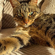 Volt a rejoint le concours — aidez-le/la à gagner de superbes lots ! cat, tabby_cat, pet, feline, couch, cushions, sunlight, whiskers, green_eyes, ear, paw, fur, stripes, cozy, indoor, portrait, closeup, relaxed, bedding, lounging