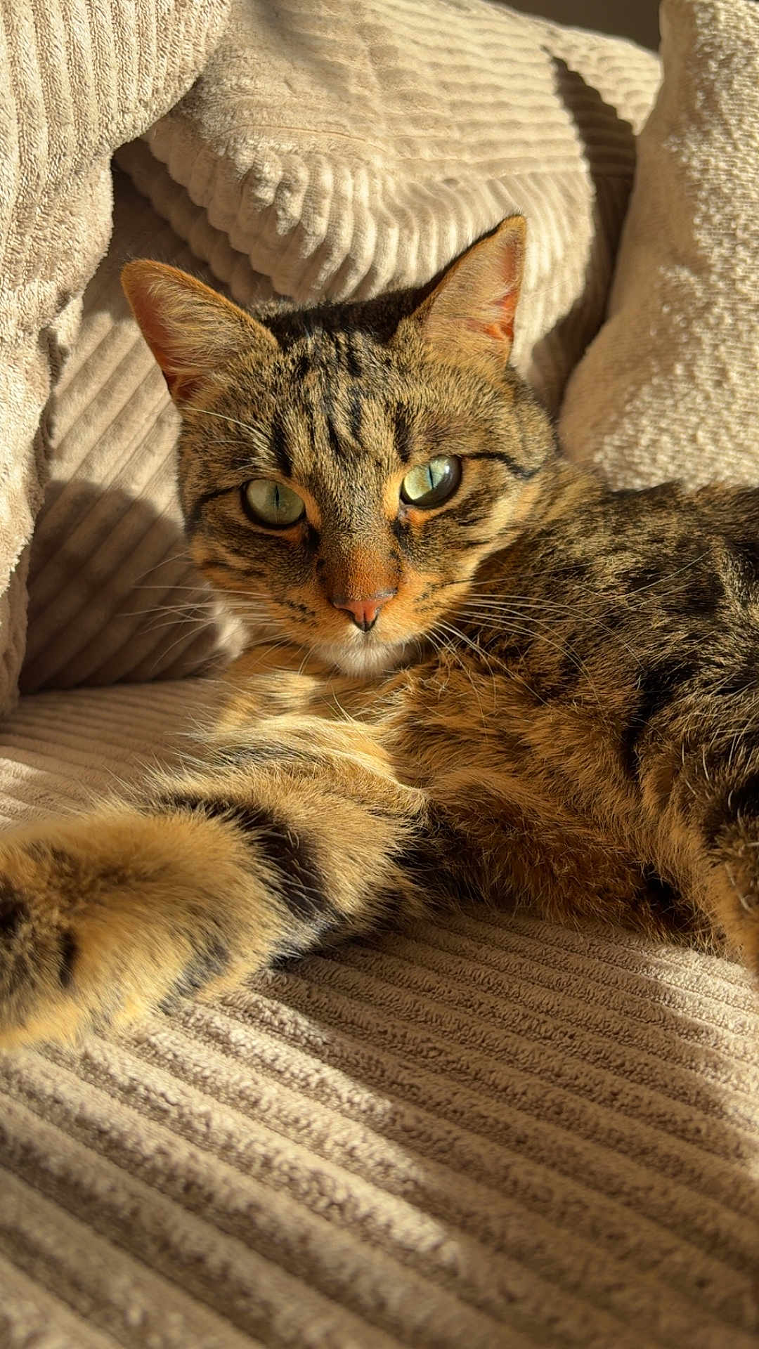 Volt a rejoint le concours — aidez-le/la à gagner de superbes lots ! cat, tabby_cat, pet, feline, couch, cushions, sunlight, whiskers, green_eyes, ear, paw, fur, stripes, cozy, indoor, portrait, closeup, relaxed, bedding, lounging