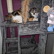Shana is registered to the contest to win money with this photo: animal, cat, cat_tree, climbing_structure, cute, domestic, feather_toy, feline, fur, gray, home, indoor, ladder, looking, pet, plush, purple_wall, relaxed, resting, toy
