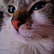 Shana a rejoint le concours — aidez-le/la à gagner de superbes lots ! adorable, animal, cat, close_up, cute, domestic_animal, eyes, face, feline, fluffy, fur, indoor, mammal, nose, pet, portrait, soft, tabby, whiskers