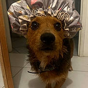 Toocky participe au concours pour gagner de l'argent avec cette photo : animal, black_fur, brown_fur, canine, closeup, collar, curious, cute, dog, eyes, face, floor, fur, indoor, mammal, pet, shower_cap, standing, tile, whiskers