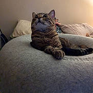 Bean is registered to the contest to win money with this photo: animal, bed, cat, cozy, curious, cushion, domestic_animal, feline, furniture, gazing, home, indoor, mammal, paws, pet, relaxed, sleeping_area, soft_bed, tabby_cat, whiskers