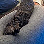 animal, bean_bag, cat, claws, cozy, cute, ears, face, fur, furniture, home, indoor, mammal, pet, pillow, relaxed, resting, striped, tabby, whiskers