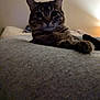 Bean is registered to the contest to win money with this photo: animal, bedroom, blanket, cat, closeup, cozy, curious, dim_light, ears, feline, indoor, paws, pet, portrait, relaxed, resting, soft, tabby, warm_light, whiskers
