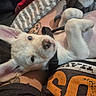 puppy, dog, white_dog, pet, cute, ears, tattoo, human_arm, blanket, indoor, close_up, relaxed, young_dog, fur, collar, leash, resting, comfort, casual_clothing, curious