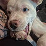 Fluffy joined the competition — help win amazing prizes! puppy, dog, white_fur, blue_eyes, close_up, paw, bite, playful, cute, pet, animal, snuggle, tattoo, human_arm, indoor, fur, nose, ear, tongue, face