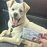 Fluffy joined the competition — help win amazing prizes! dog, white_dog, heterochromia, car_interior, car_seat, pet, happy_dog, tongue_out, leash, hand, nail_polish, box, medication, simparica_trio, animal, seatbelt, window, door, black_interior, pet_care
