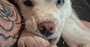 Fluffy joined the competition — help win amazing prizes! puppy, dog, close_up, pet, animal, paw, blue_eye, heterochromia, tattoo, resting, cute, young, fur, whiskers, nose, ear, face, indoor, portrait, curious