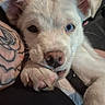 puppy, dog, close_up, pet, animal, paw, blue_eye, heterochromia, tattoo, resting, cute, young, fur, whiskers, nose, ear, face, indoor, portrait, curious