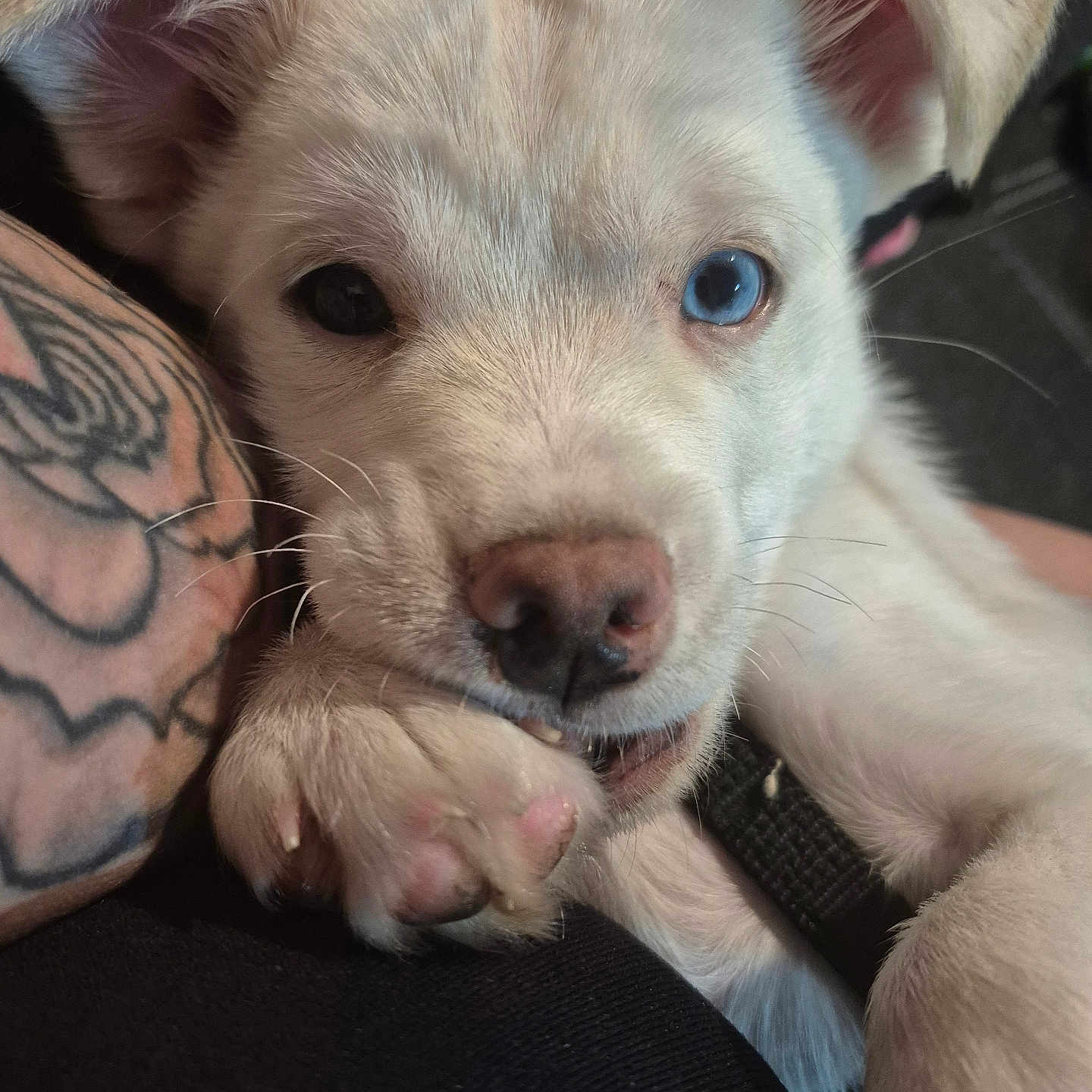 Fluffy