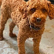 Rusty joined the competition — help win amazing prizes! dog, brown, curly_fur, pet, indoor, floor, collar, canine, standing, looking, animal, mammal, domestic, fur, ears, legs, tail, snout, eyes, companion