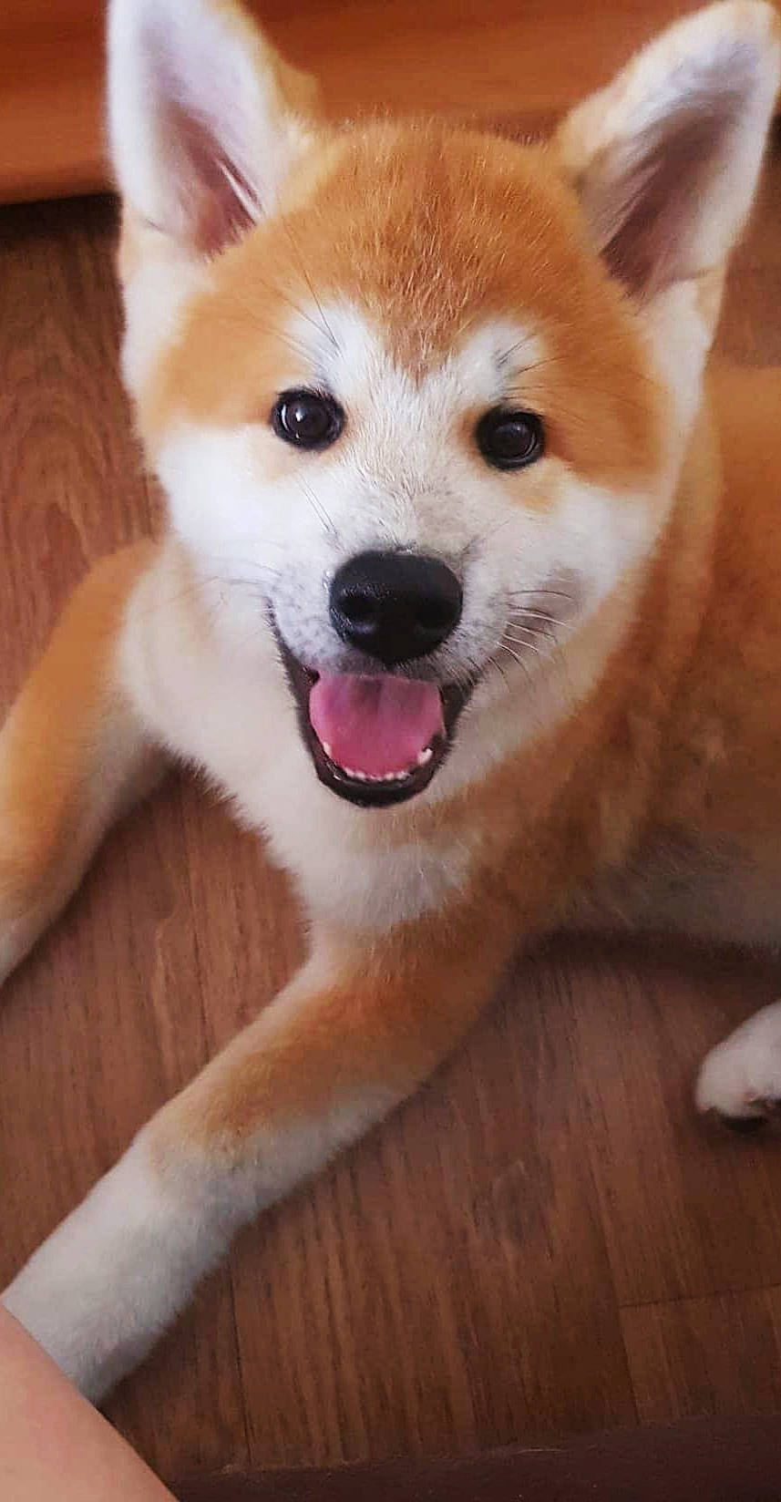 Kyoya a rejoint le concours — aidez-le/la à gagner de superbes lots ! akita, akita_inu, ancient_dog_breeds, canaan_dog, canidae, carnivore, dog, dog_breed, eye, hokkaido, korean_jindo_dog, mammal, non_sporting_group, nose, sakhalin_husky, shiba_inu, shikoku, snout, vertebrate, whiskers