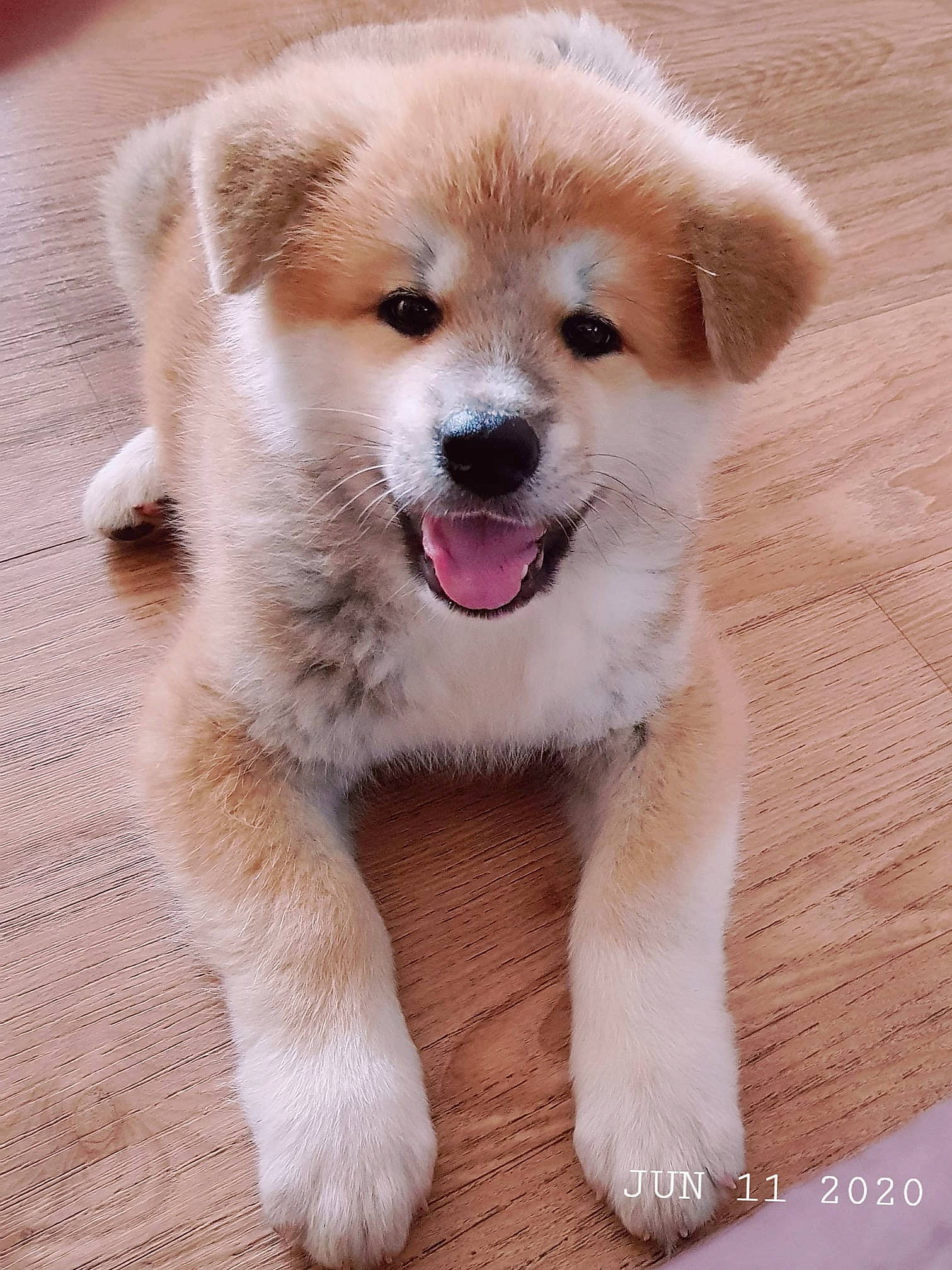 Kyoya participe au concours pour gagner de l'argent avec cette photo : akita, akita_inu, ancient_dog_breeds, canidae, carnivore, companion_dog, dog, dog_breed, fawn, mammal, nose, puppy, puppy_love, rare_breed_dog, snout, sporting_group, vertebrate, working_dog