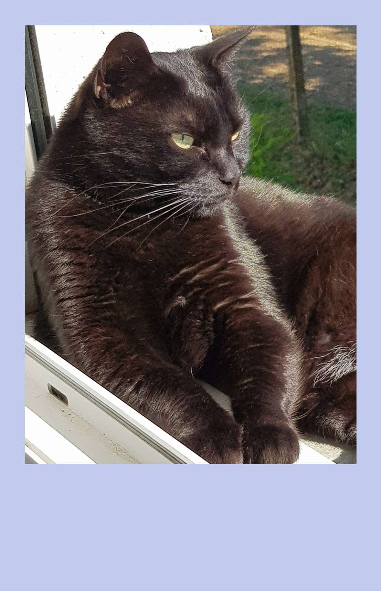 Bouille participe au concours pour gagner de l'argent avec cette photo : british_shorthair, carnivore, cat, chartreux, domestic_short_haired_cat, felidae, fur, korat, nebelung, photography, russian_blue, small_to_medium_sized_cats, snout, whiskers