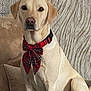 dog, labrador, bow_tie, pet, indoor, couch, seated, yellow_coat, collar, portrait, animal, looking_at_camera, furniture, home, cute, alert, decor, plaid, closeup, domestic_animal