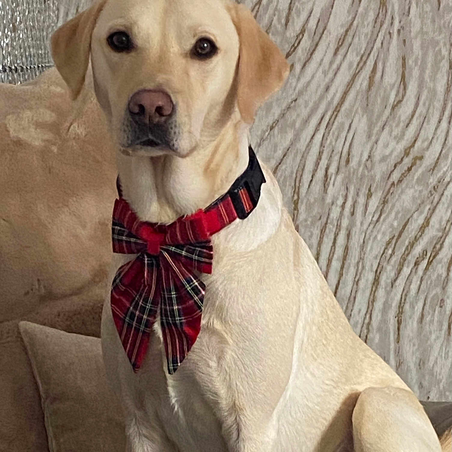 Bailey is registered to the contest to win money with this photo: alert, animal, bow_tie, closeup, collar, couch, cute, decor, dog, domestic_animal, furniture, home, indoor, labrador, looking_at_camera, pet, plaid, portrait, seated, yellow_coat