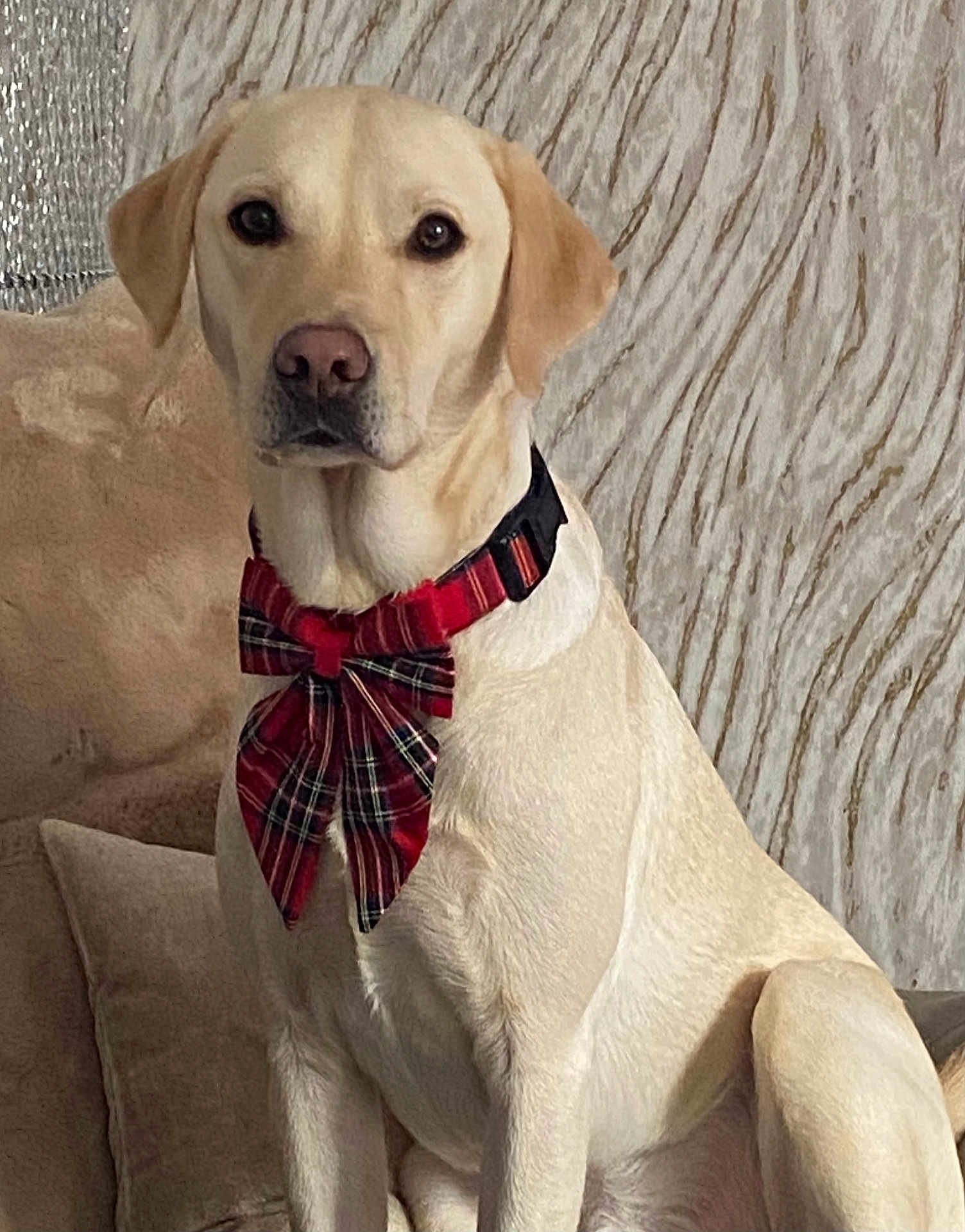 Bailey is registered to the contest to win money with this photo: dog, labrador, bow_tie, pet, indoor, couch, seated, yellow_coat, collar, portrait, animal, looking_at_camera, furniture, home, cute, alert, decor, plaid, closeup, domestic_animal