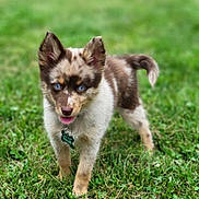 Hadley May joined the competition — help win amazing prizes! puppy, dog, blue_eyes, grass, outdoor, cute, pet, young_dog, fur, collar, tag, playful, animal, mammal, canine, tongue_out, ears, walking, nature, greenery