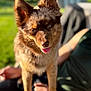 Hadley May is registered to the contest to win money with this photo: dog, animal, pet, outdoor, sunlight, tongue, fur, ears, happy, cute, blurred_background, grass, summer, nature, canine, portrait, friendly, brown_fur, closeup, daytime