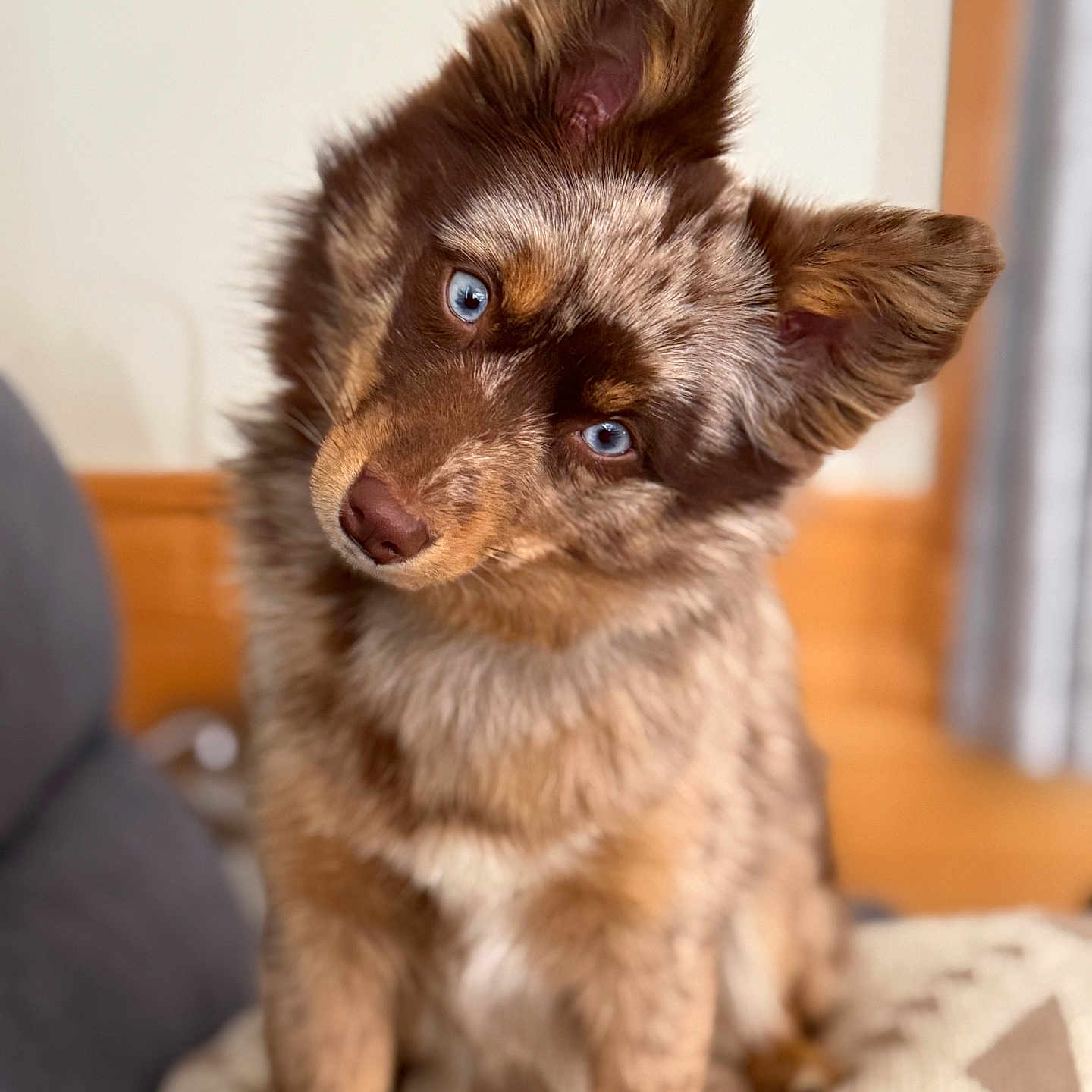Hadley May is registered to the contest to win money with this photo: black, blanket, blue_eyes, brown, canine, closeup, companion, curious, cute, dog, domestic_animal, fluffy, fur, head_tilt, indoor, patterned_blanket, pet, seated, soft_focus, white