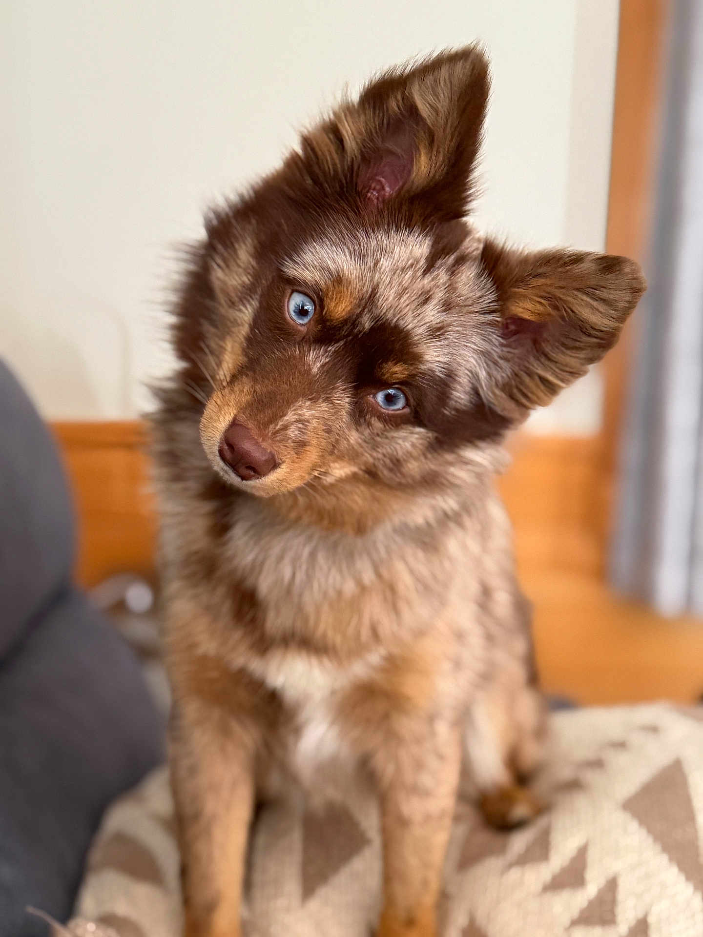Hadley May is registered to the contest to win money with this photo: dog, blue_eyes, fluffy, fur, head_tilt, indoor, blanket, patterned_blanket, pet, canine, curious, seated, closeup, domestic_animal, companion, brown, white, black, soft_focus, cute