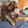 Hadley May is registered to the contest to win money with this photo: dog, brown_dog, blue_eyes, close_up, pet, animal, indoor, lying_down, focused, fur, canine, snout, ear, paw, resting, soft_light, texture, background_blur, cozy, companion