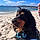 Achille