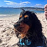 dog, black_and_tan, long_hair, beach, seaside, ocean, sand, blue_harness, outdoor, portrait, pet, animal, fur, floppy_ears, snout, mountains, sky, clouds, sunny, vacation