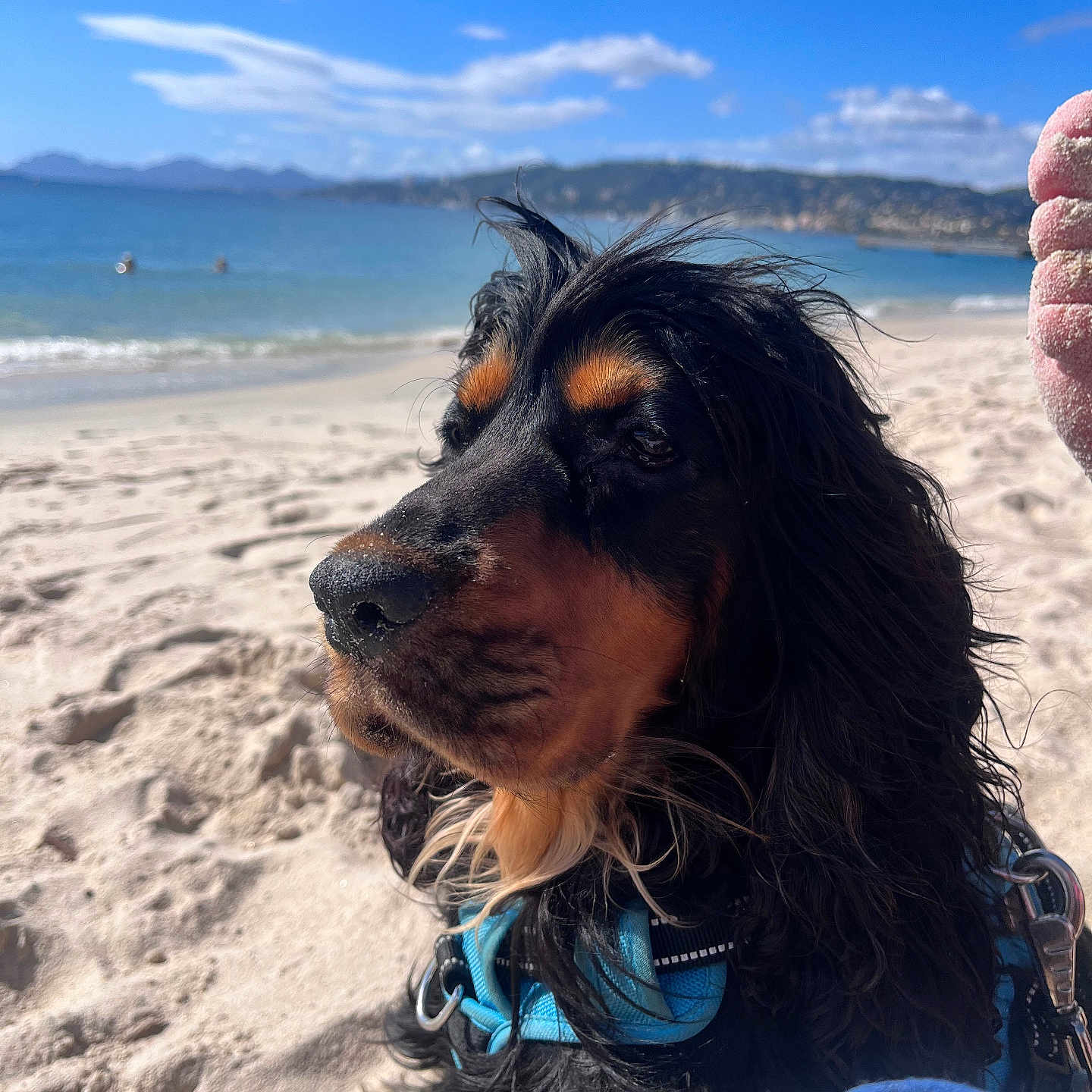 Achille a rejoint le concours — aidez-le/la à gagner de superbes lots ! dog, black_and_tan, long_hair, beach, seaside, ocean, sand, blue_harness, outdoor, portrait, pet, animal, fur, floppy_ears, snout, mountains, sky, clouds, sunny, vacation