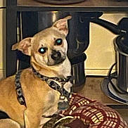 Kiba joined the competition — help win amazing prizes! dog, small_dog, tan_dog, harness, dog_bed, patterned_bed, indoor, kitchen, appliances, floor, pet, canine, sitting, animal, domestic_animal, cute, companion, reflective_eyes, household, resting
