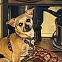 dog, small_dog, tan_dog, harness, dog_bed, patterned_bed, indoor, kitchen, appliances, floor, pet, canine, sitting, animal, domestic_animal, cute, companion, reflective_eyes, household, resting
