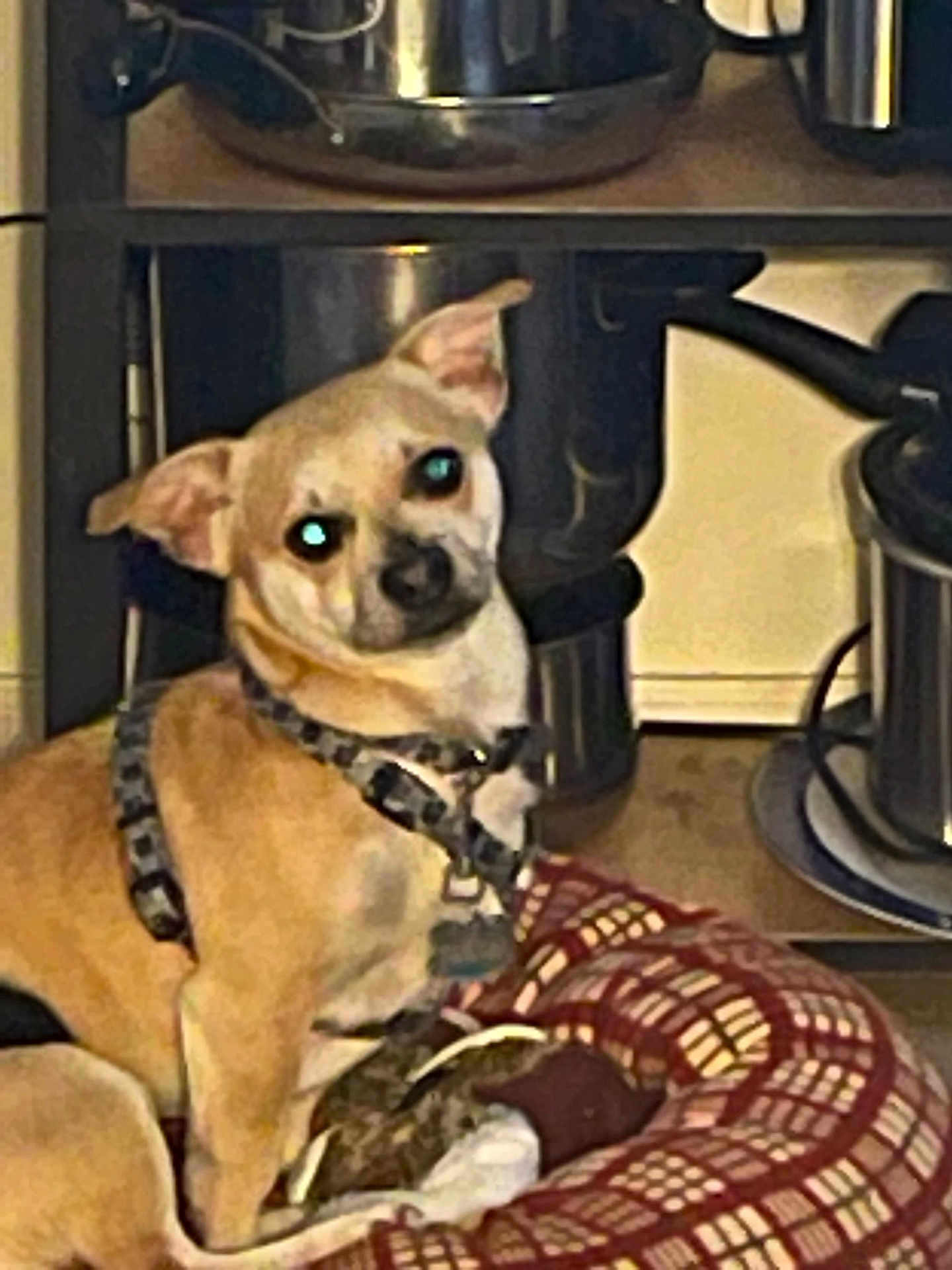 Kiba