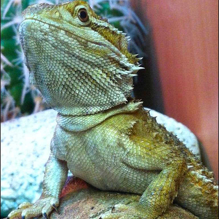 Bellatrix joined the competition — help win amazing prizes!