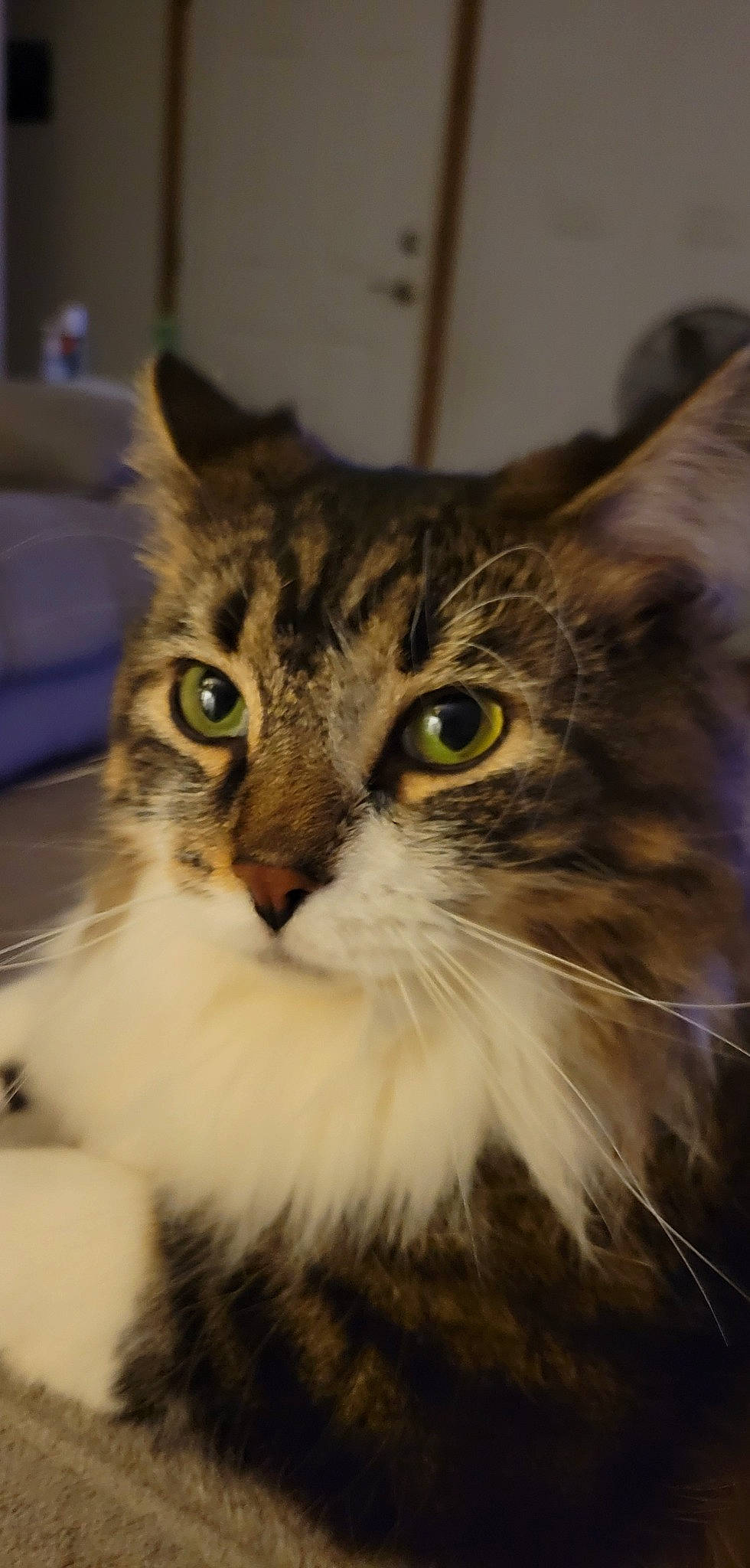 Oliver James is registered to the contest to win money with this photo: carnivore, cat, domestic_short_haired_cat, eye, felidae, fur, iris, reflection, small_to_medium_sized_cats, snout, terrestrial_animal, tree, whiskers, wildlife, window