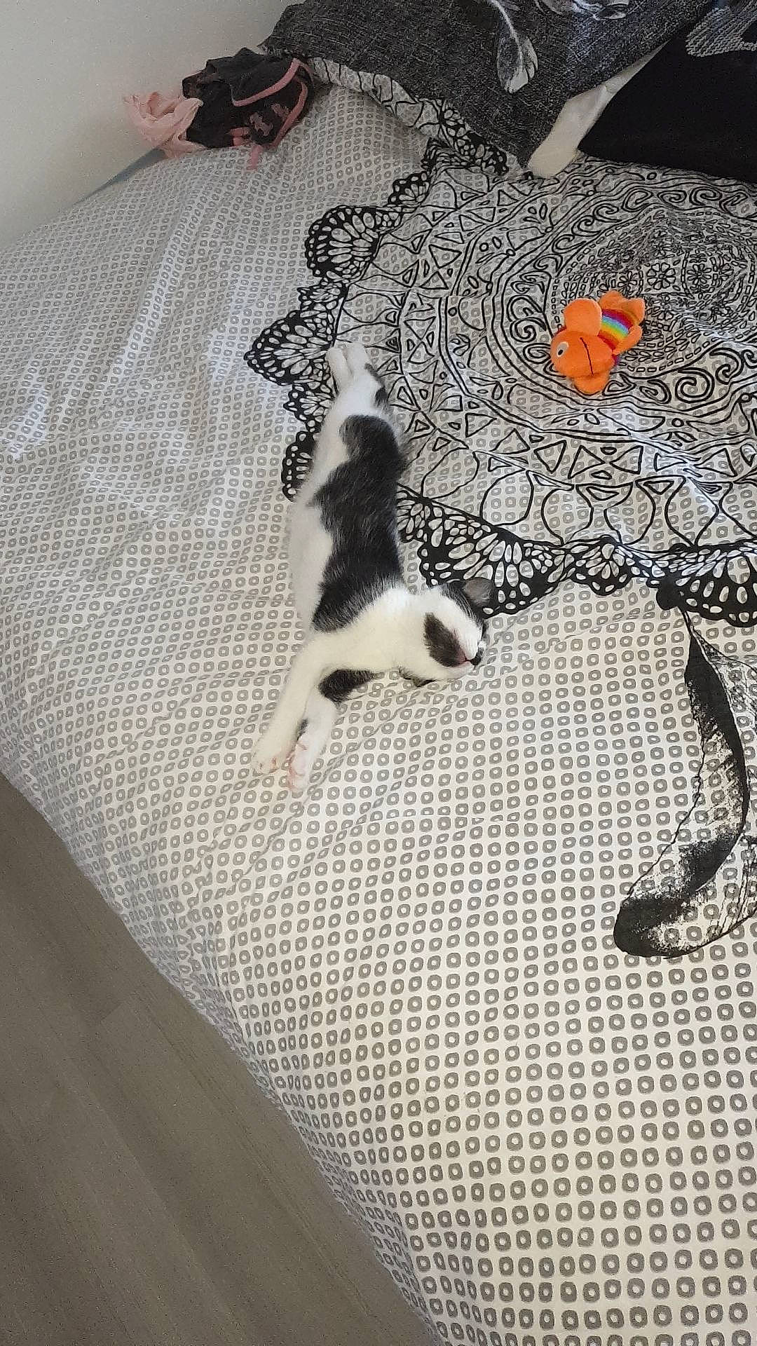 Pixelle a rejoint le concours — aidez-le/la à gagner de superbes lots !