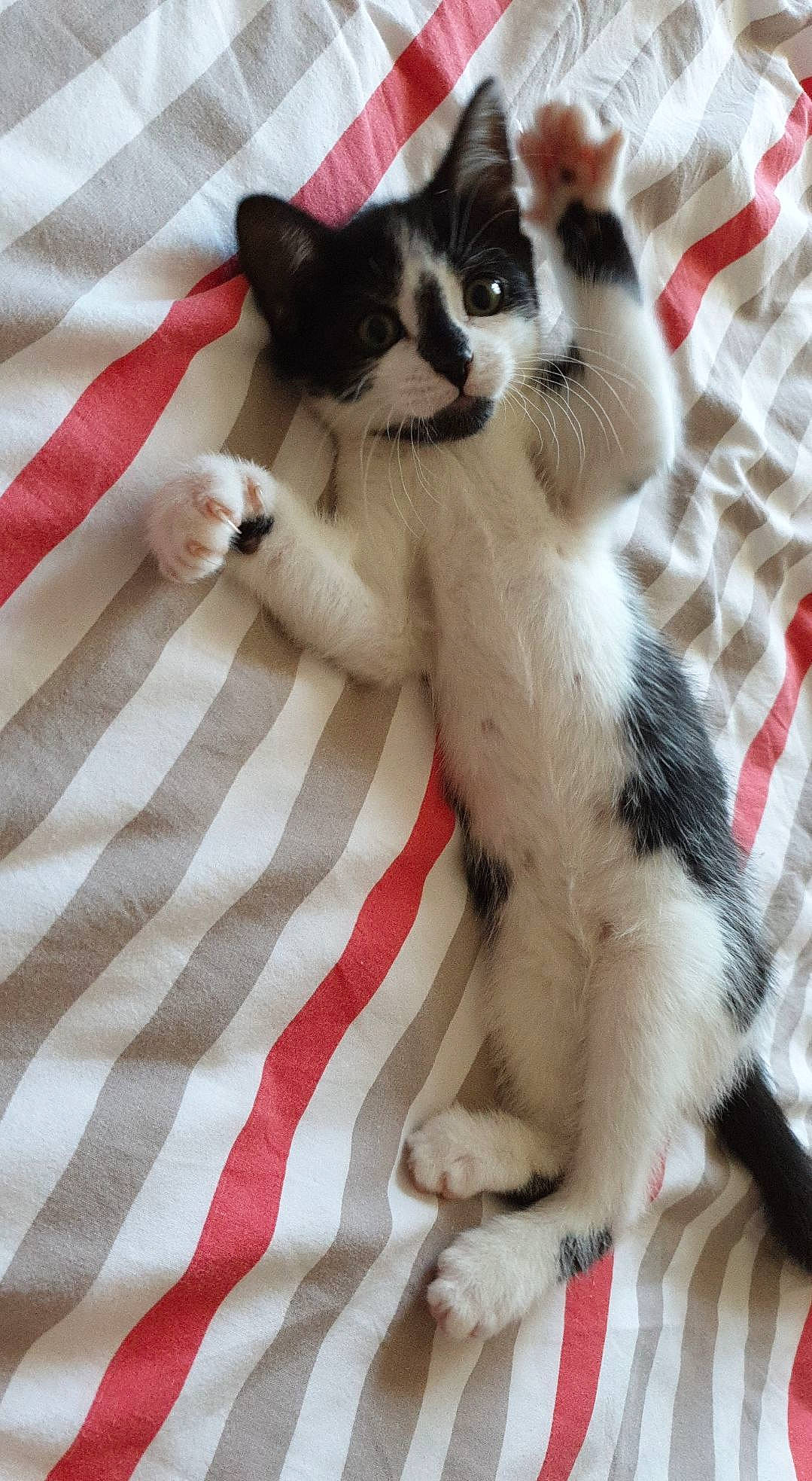 Pixelle a rejoint le concours — aidez-le/la à gagner de superbes lots !