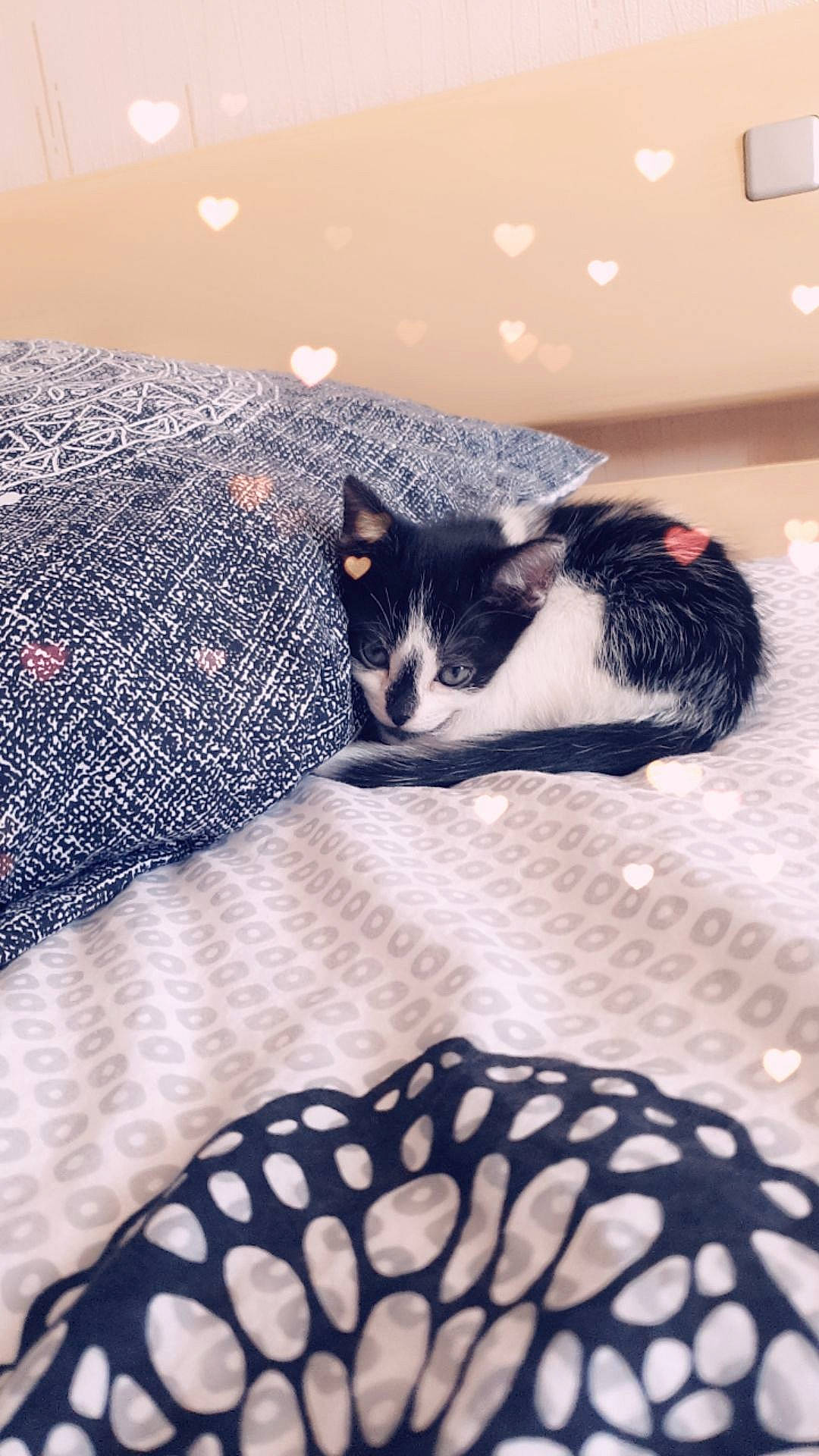 Pixelle participe au concours pour gagner de l'argent avec cette photo :