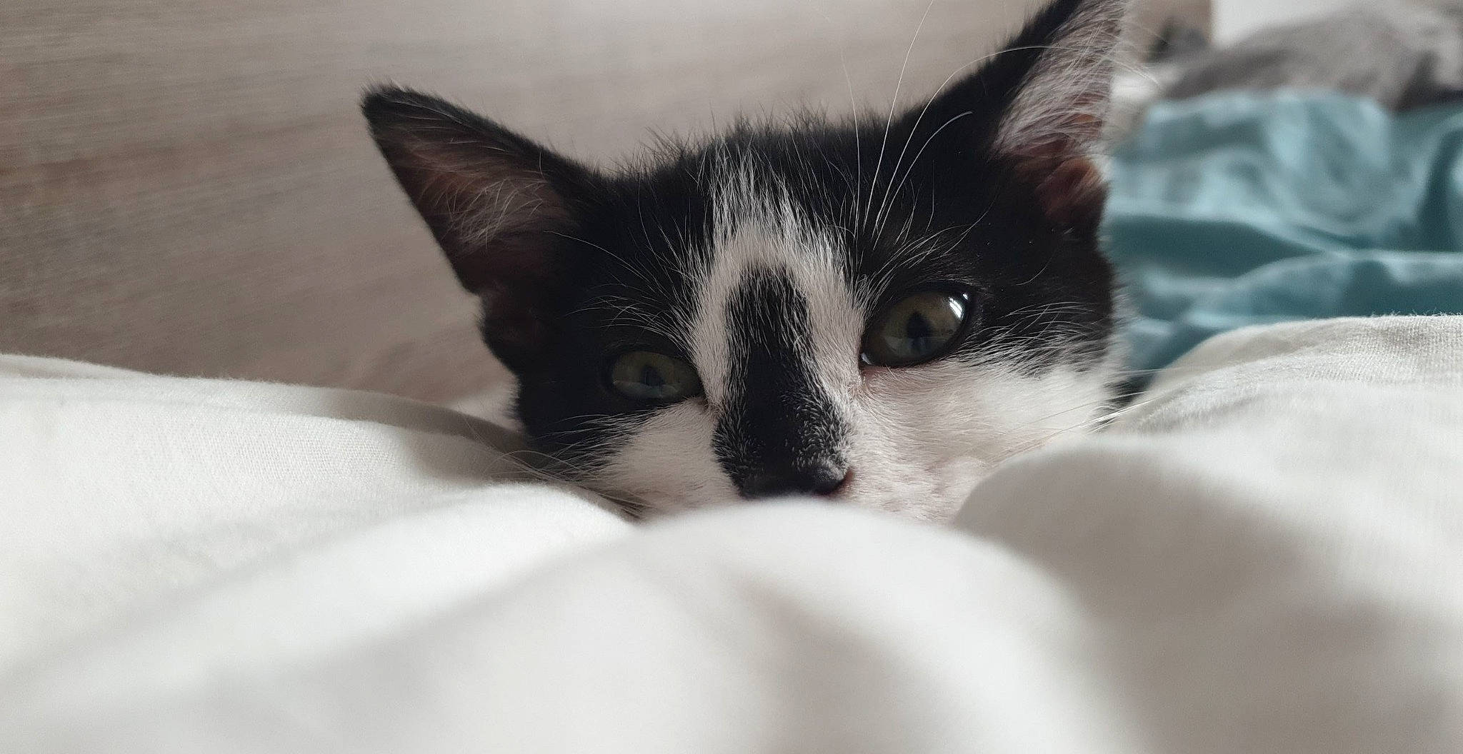 Pixelle participe au concours pour gagner de l'argent avec cette photo :